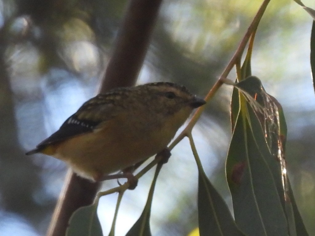 Spotted Pardalote - ML619923663