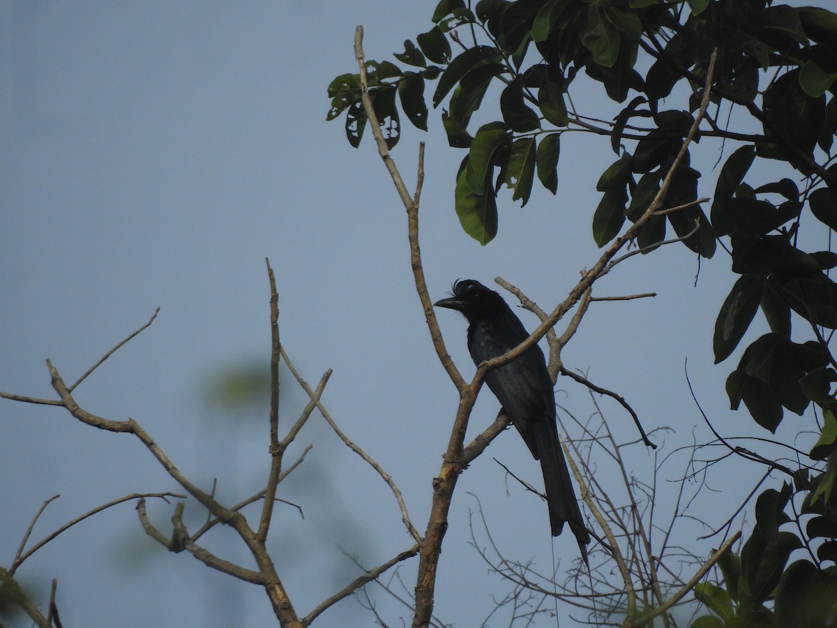 Greater Racket-tailed Drongo - ML619923664