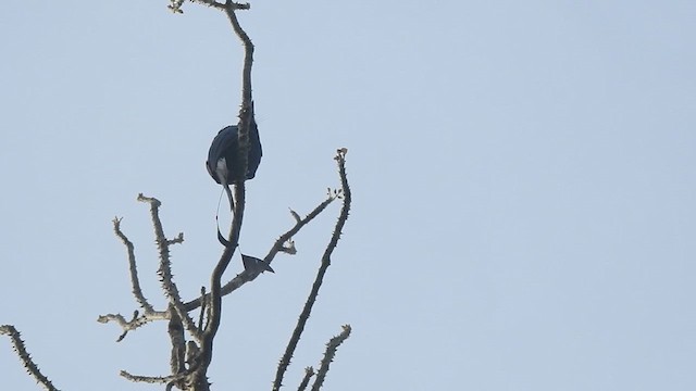 Greater Racket-tailed Drongo - ML619923666