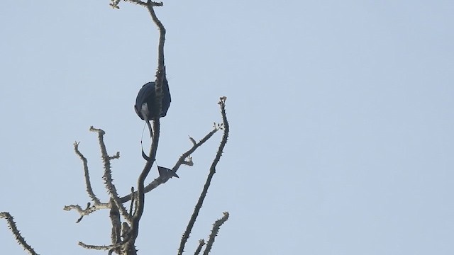 Drongo à raquettes - ML619923666