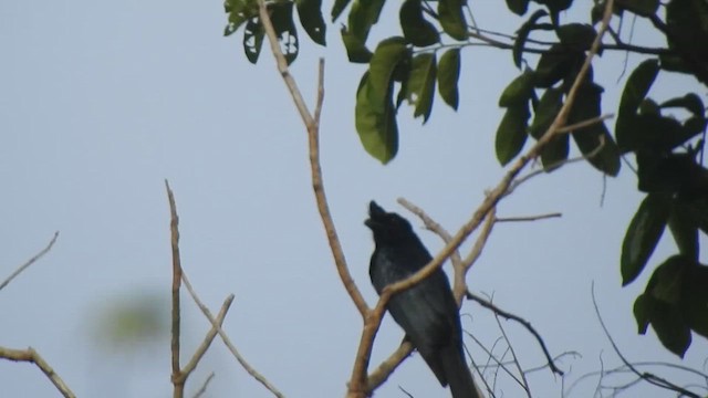 Greater Racket-tailed Drongo - ML619923667