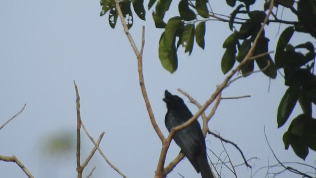 Drongo de Raquetas Grande - ML619923667