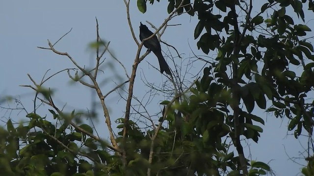 Greater Racket-tailed Drongo - ML619923668