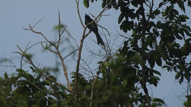 Drongo de Raquetas Grande - ML619923668