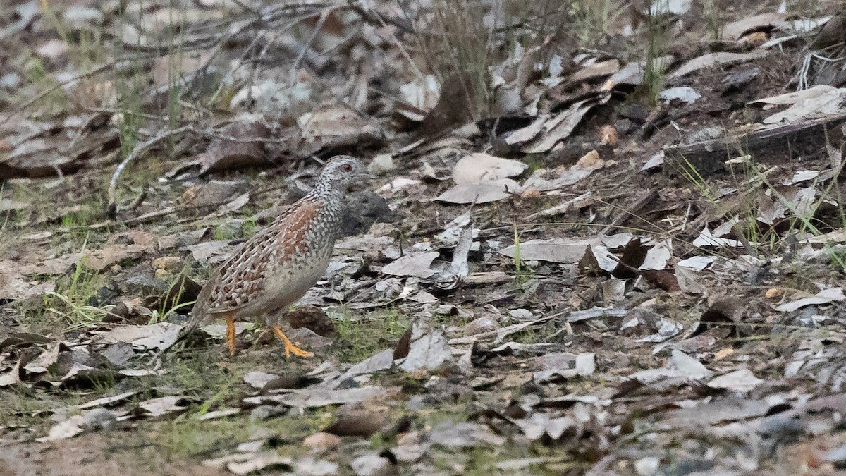 Painted Buttonquail - ML619923670