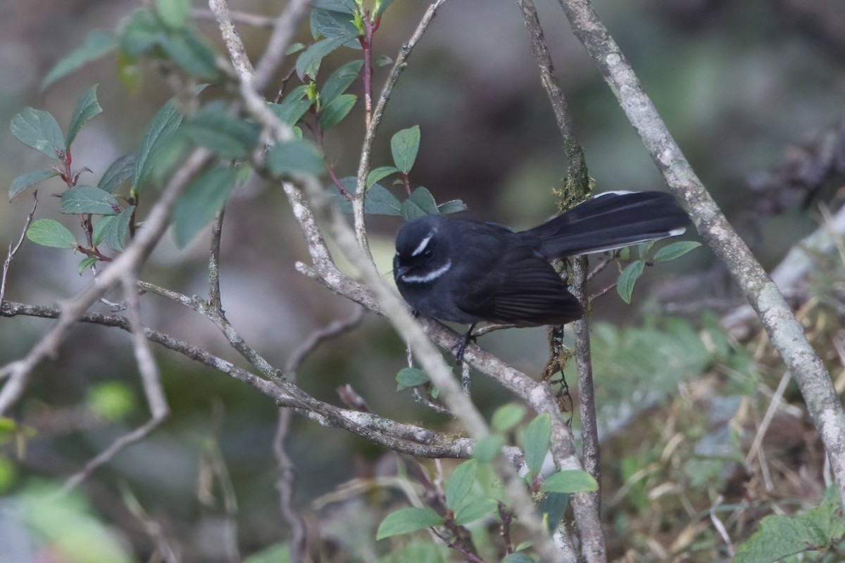 White-throated Fantail - ML619923671
