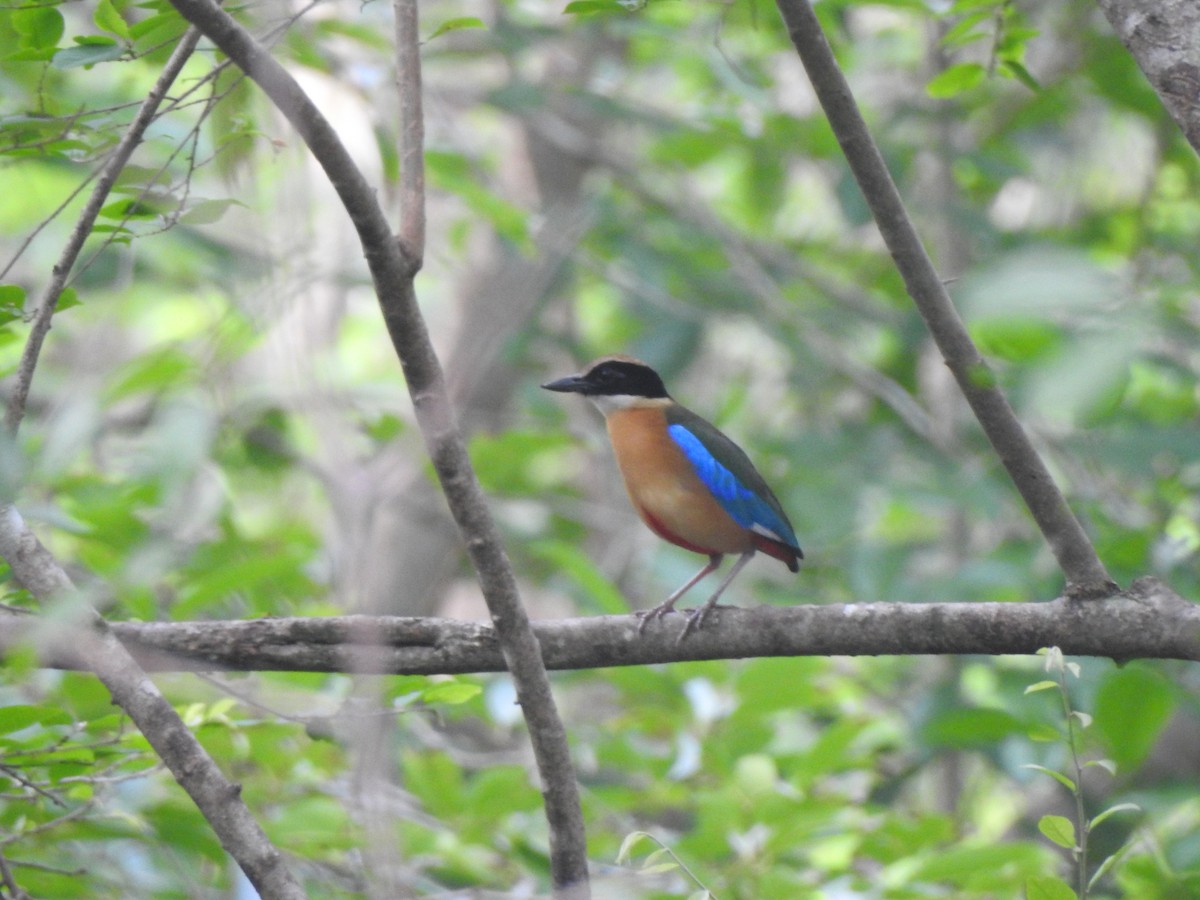 Blue-winged Pitta - ML619923685