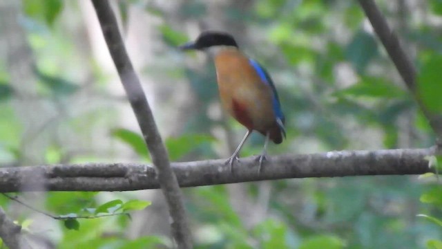 Blue-winged Pitta - ML619923689