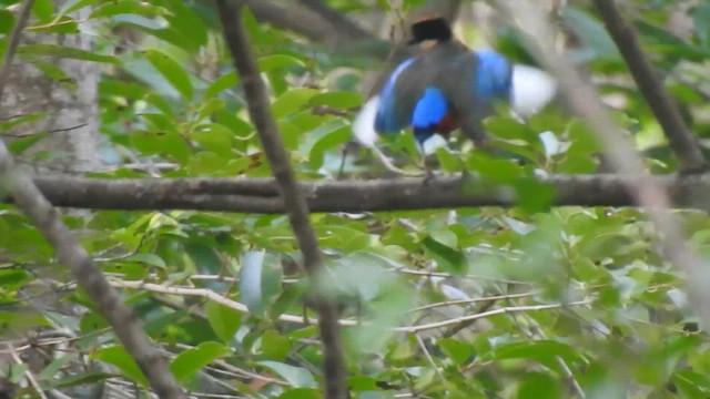 藍翅八色鳥 - ML619923690
