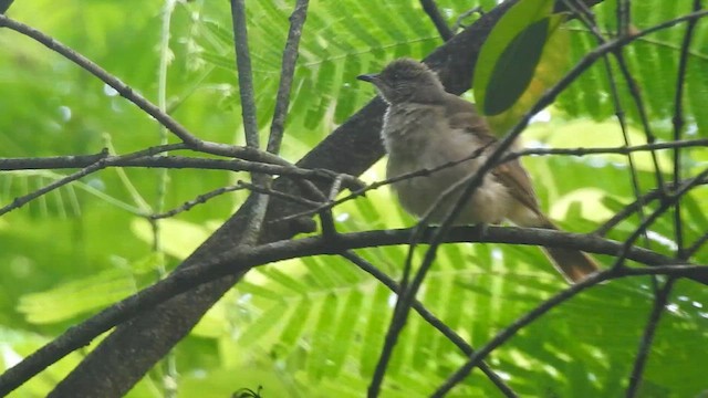 Бюльбюль таїландський - ML619923699