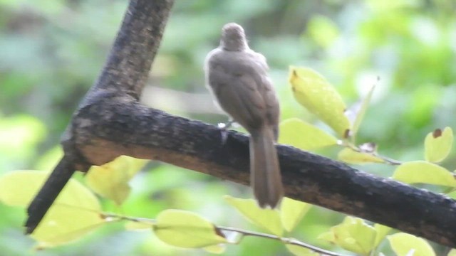 Бюльбюль таїландський - ML619923700