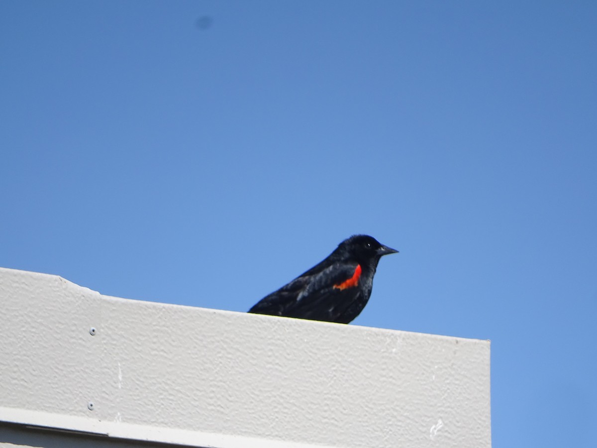 Red-winged Blackbird (California Bicolored) - ML619923706