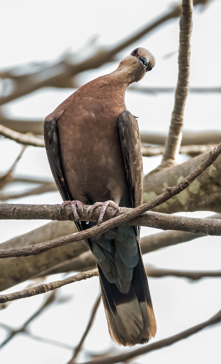 Mourning Collared-Dove - ML619923712