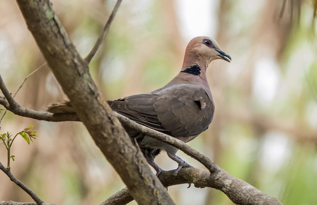 Mourning Collared-Dove - ML619923713