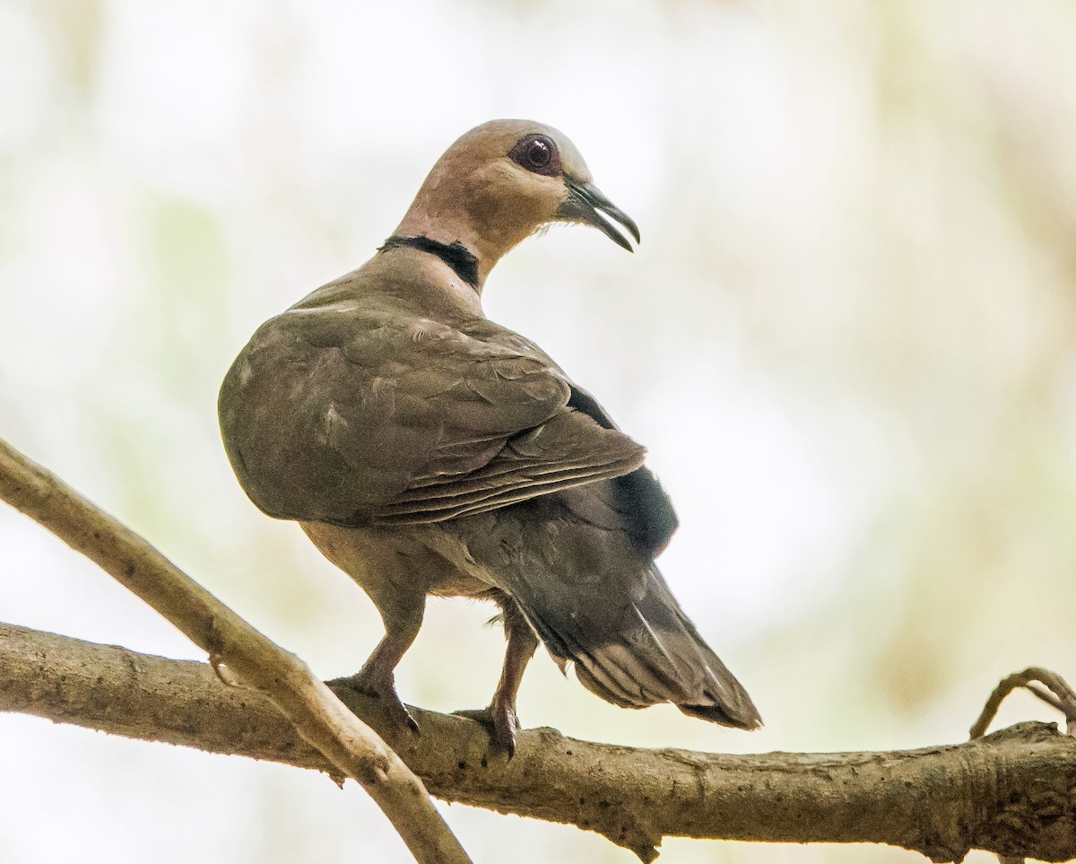 Mourning Collared-Dove - ML619923714