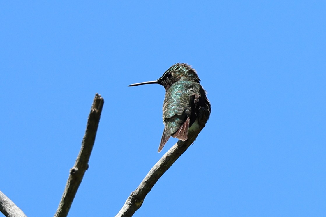 Ruby-throated Hummingbird - Darcy Pinotti