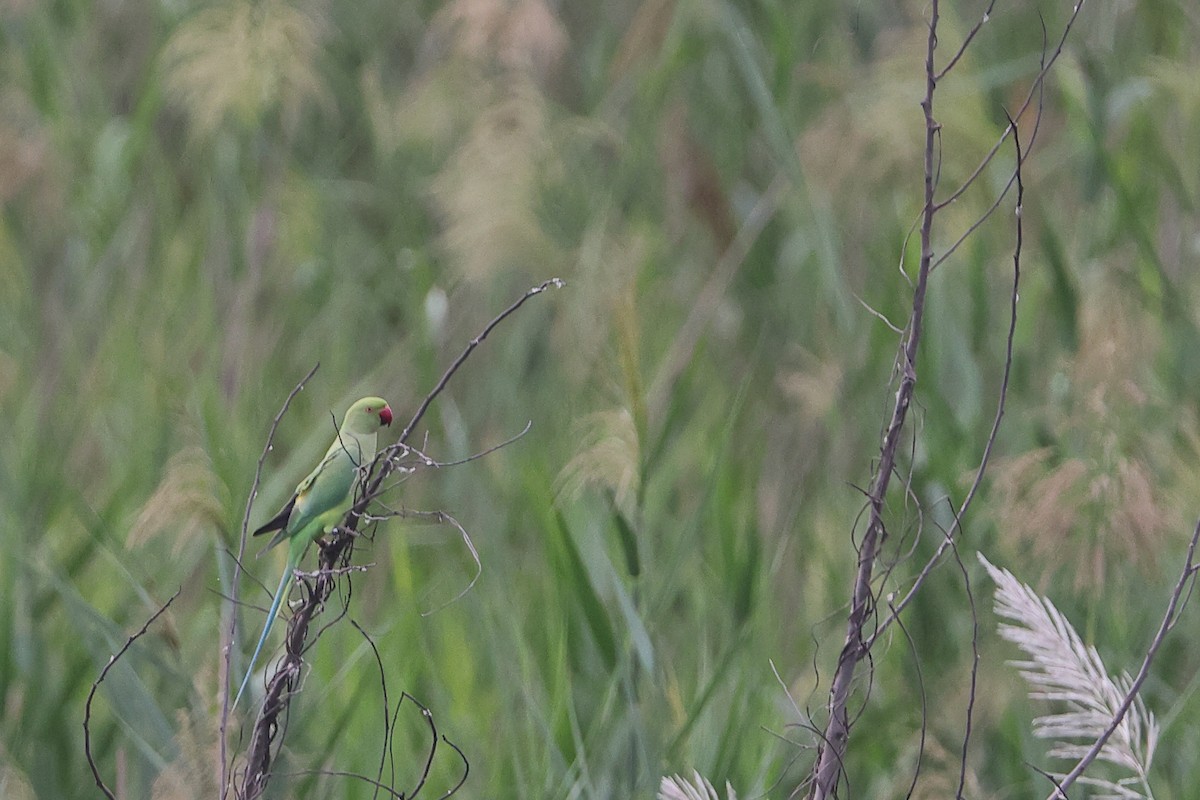 Rose-ringed Parakeet - ML619923742