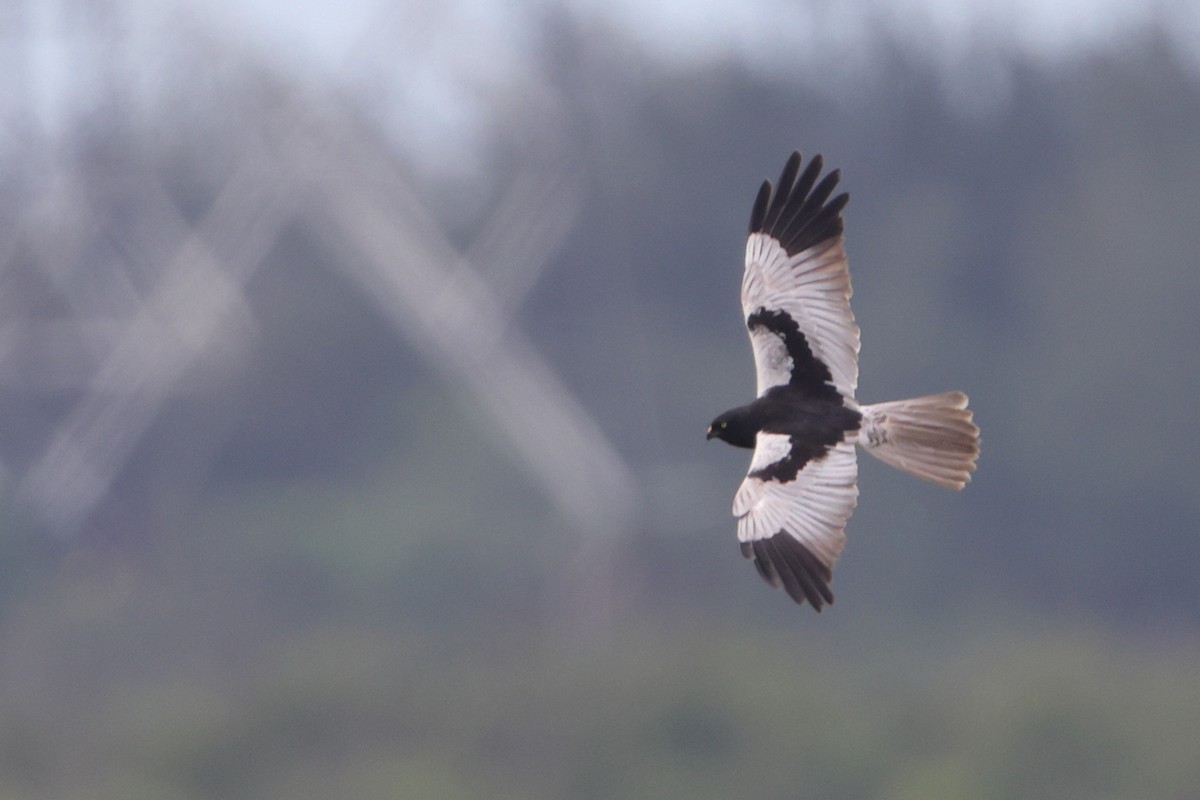 Pied Harrier - ML619923748
