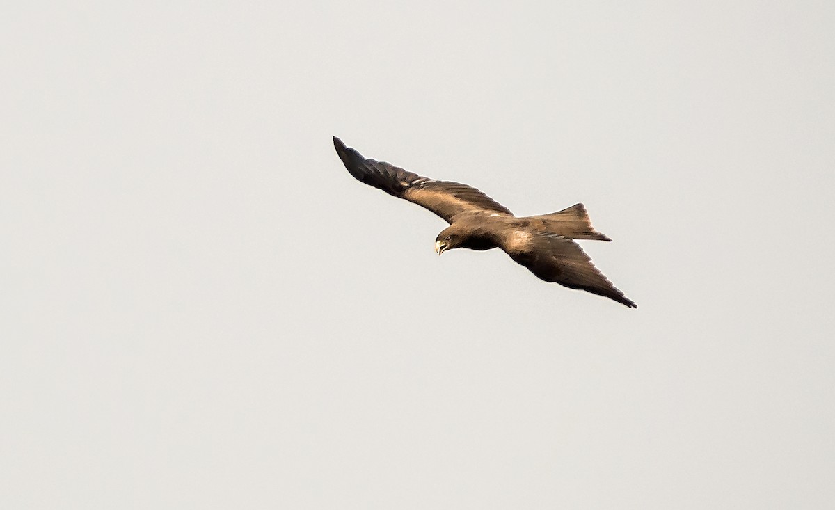 Black Kite (Yellow-billed) - ML619923756