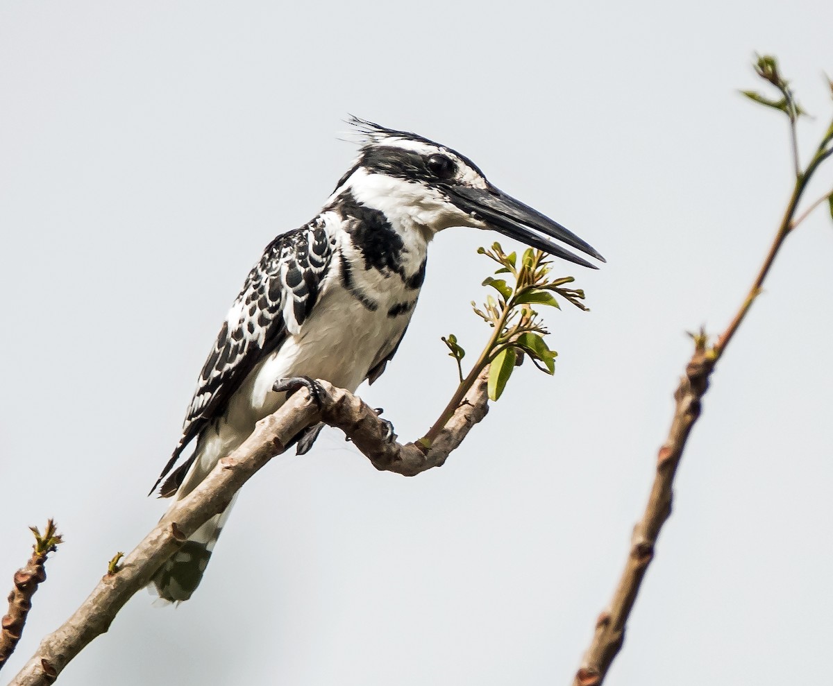 Pied Kingfisher - ML619923763