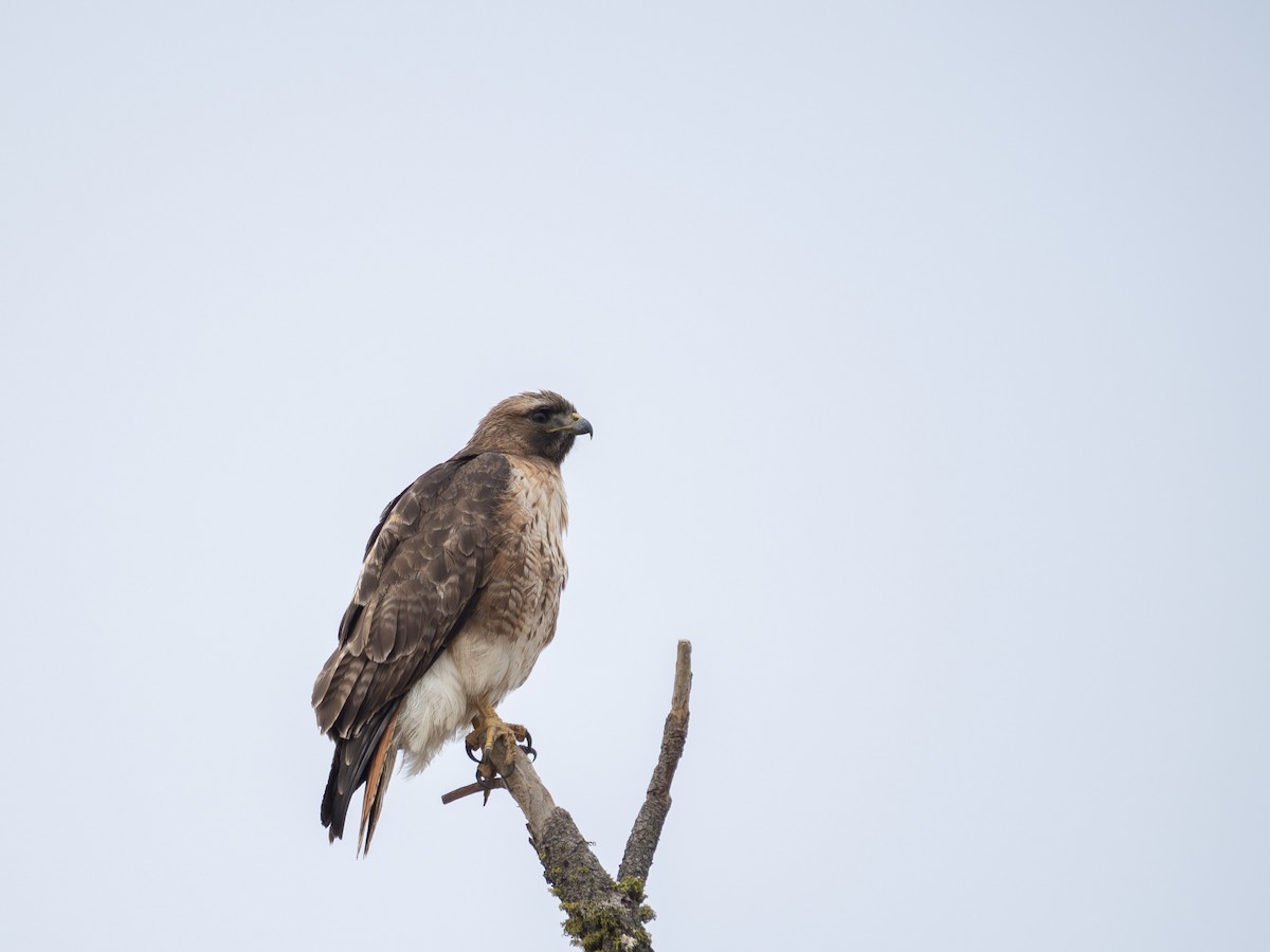 Red-tailed Hawk - ML619923769