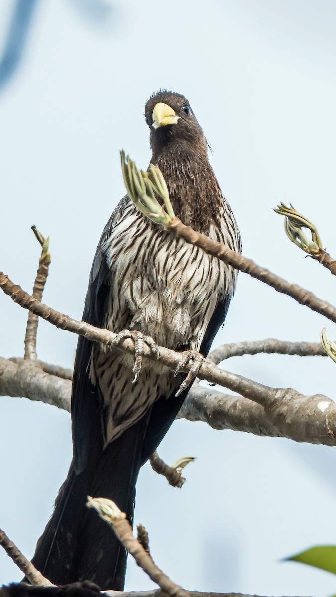 Turaco Gris Occidental - ML619923773