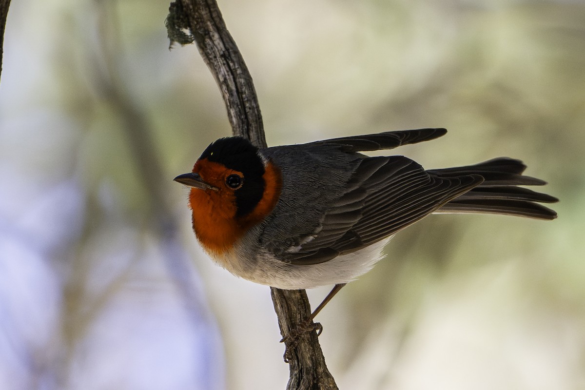 Red-faced Warbler - ML619923779