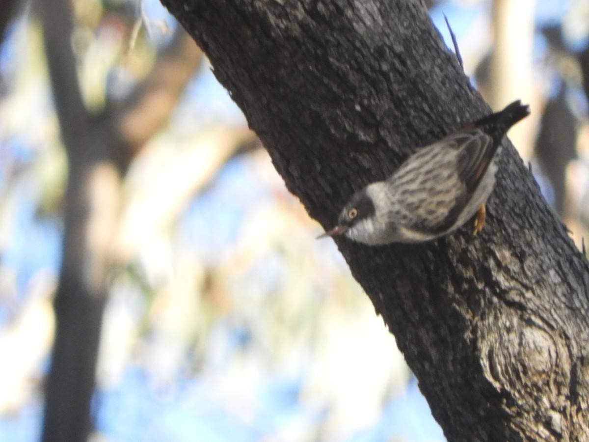 Varied Sittella - ML619923785