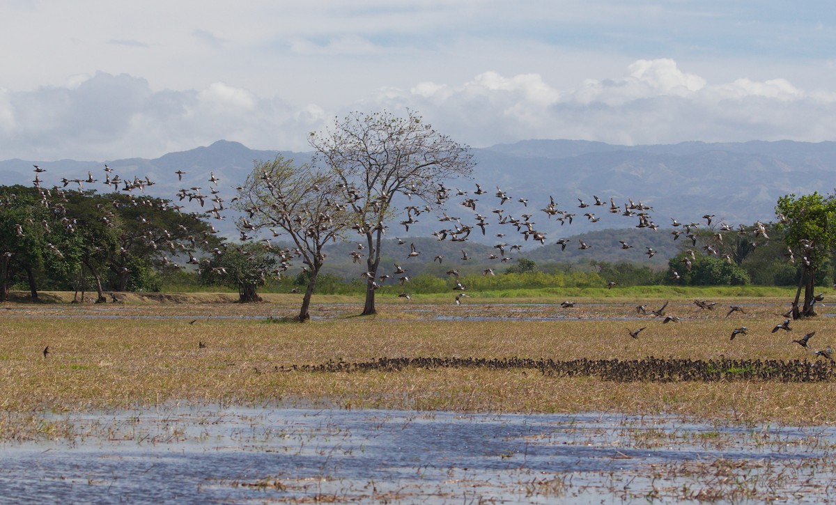 Blue-winged Teal - ML619923794