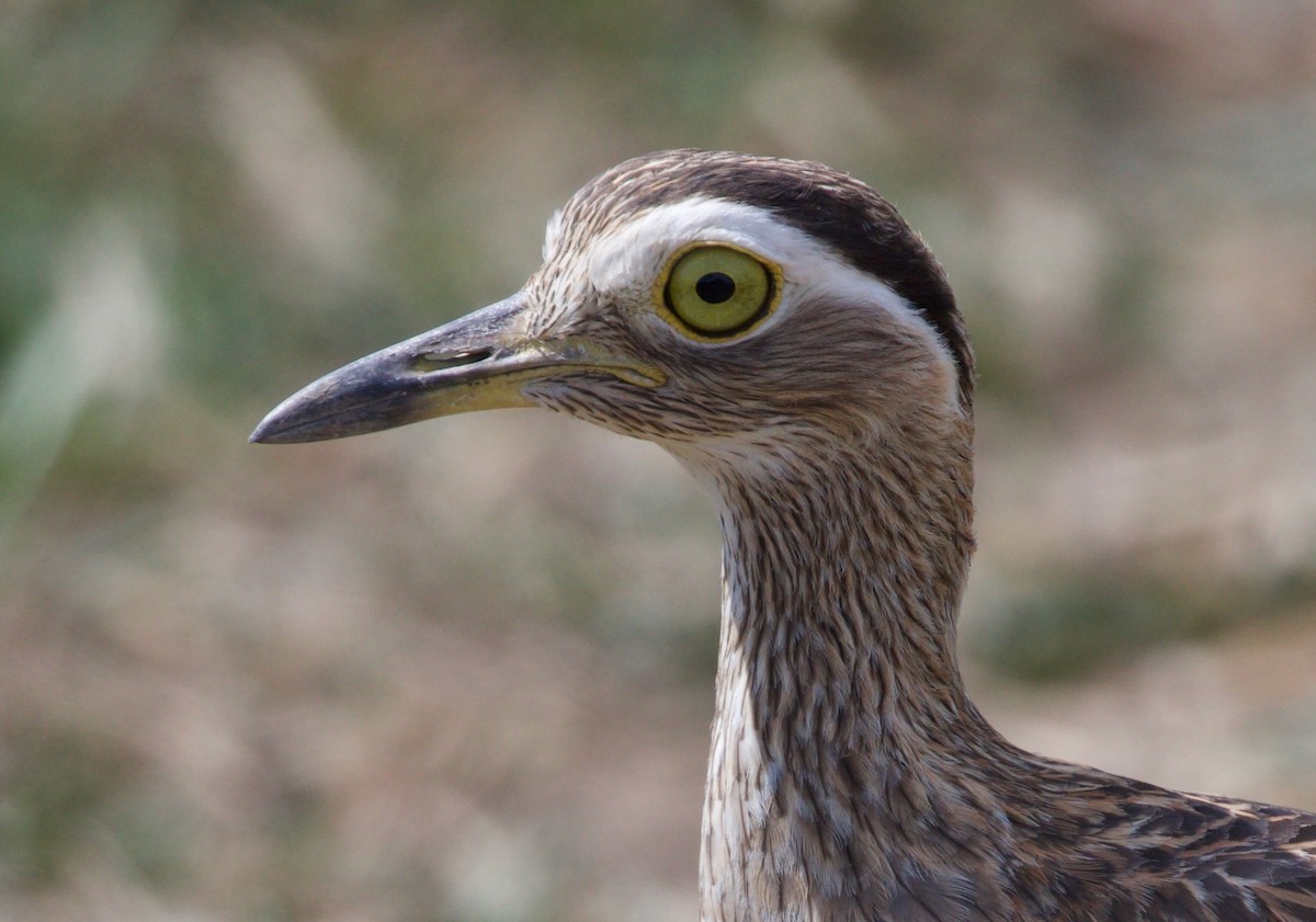 Double-striped Thick-knee - ML619923809