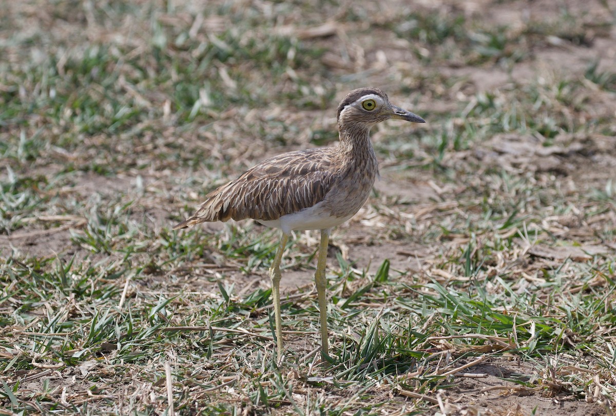 Double-striped Thick-knee - ML619923810