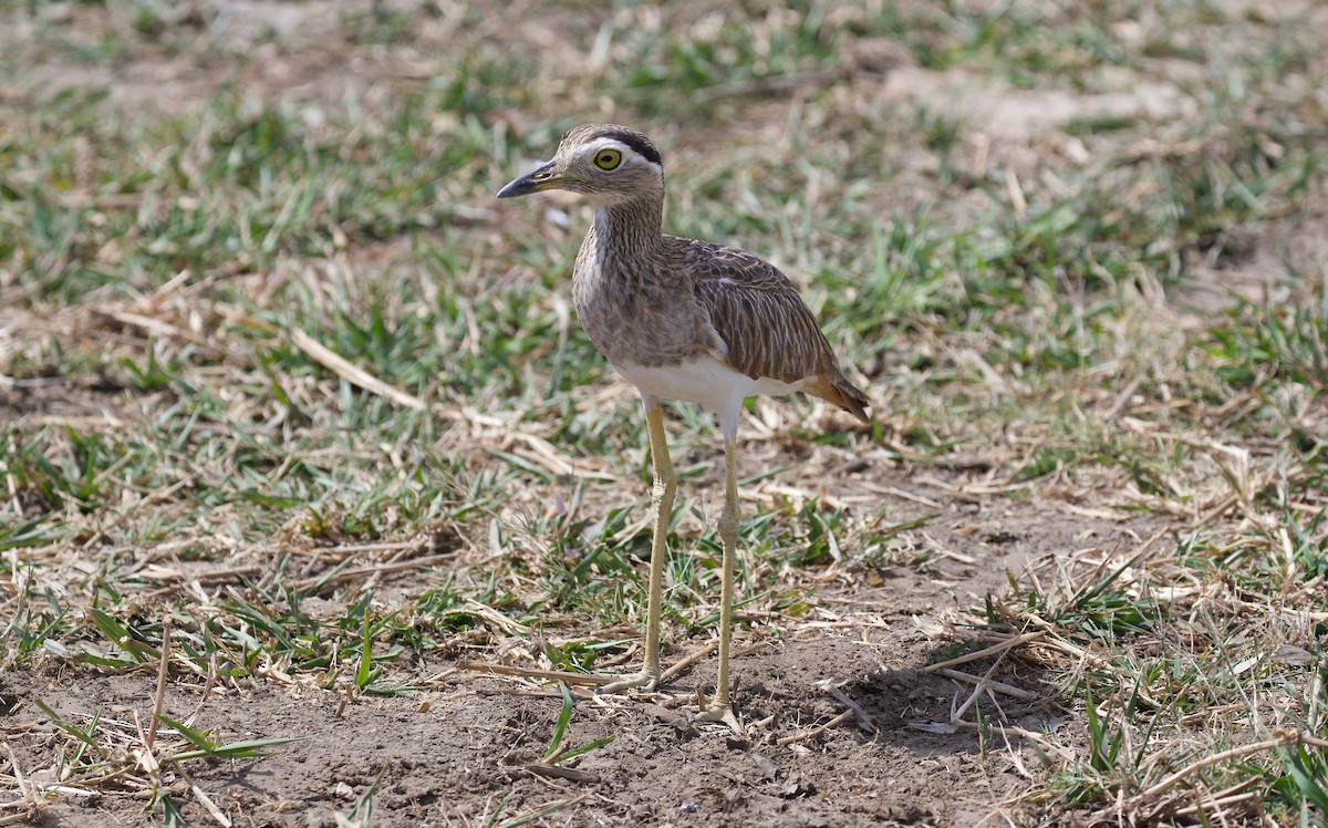 Double-striped Thick-knee - ML619923811