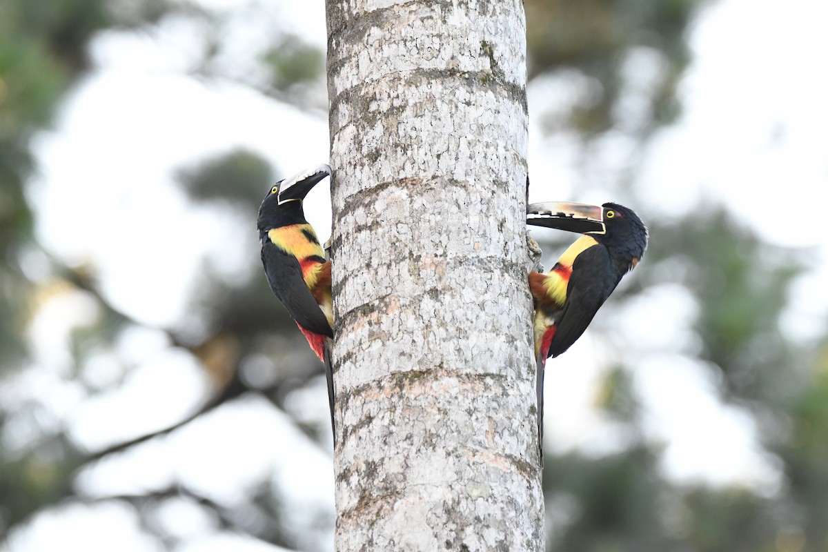 Collared Aracari - ML619923827