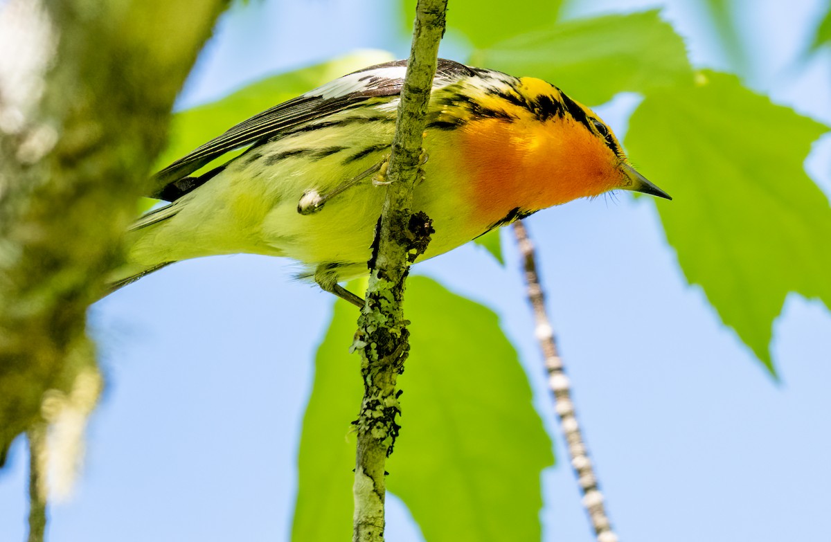 Blackburnian Warbler - ML619923834