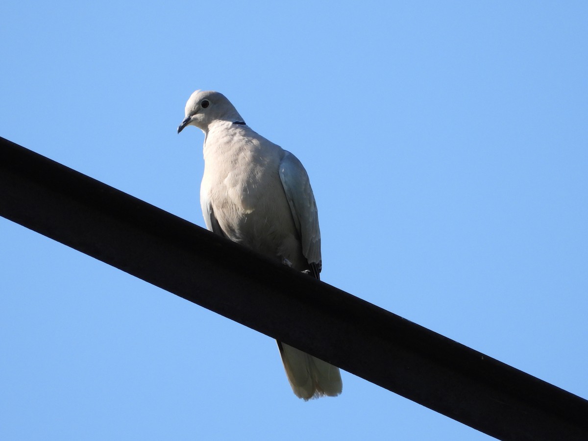 Eurasian Collared-Dove - ML619923841