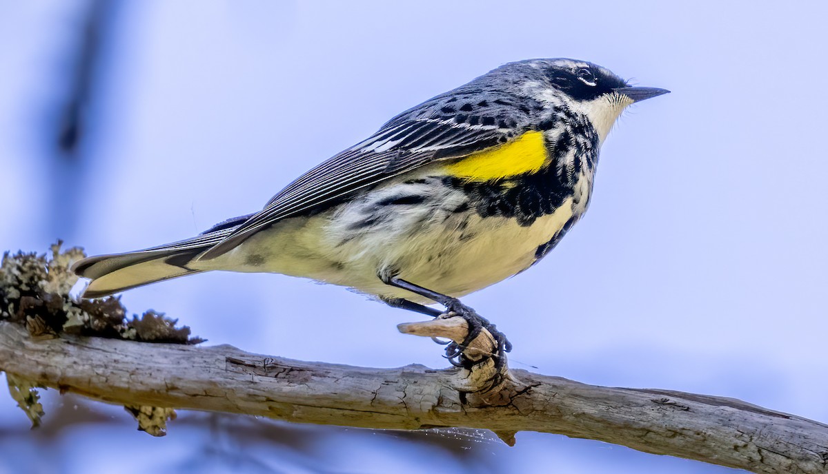 Yellow-rumped Warbler (Myrtle) - ML619923858