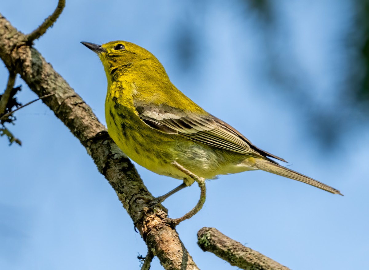 Pine Warbler - ML619923861