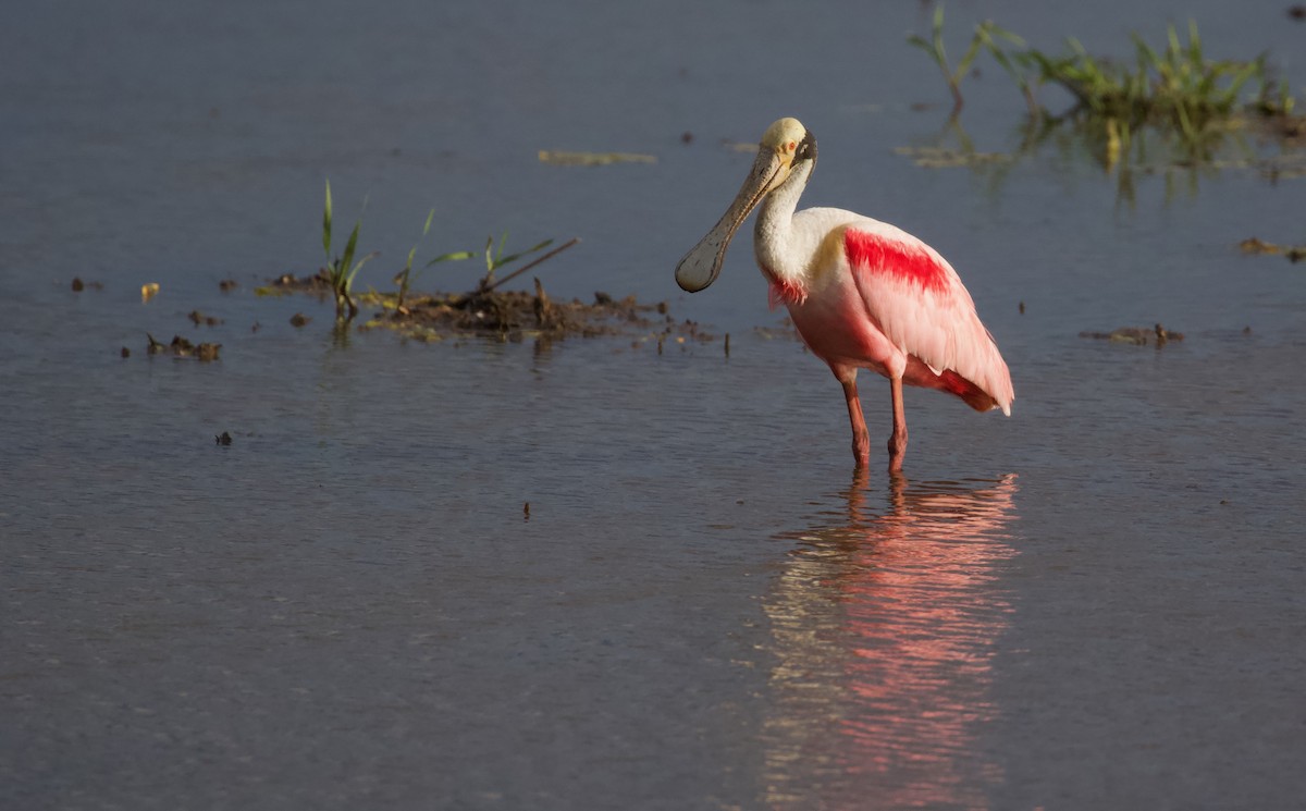 Roseate Spoonbill - ML619923880