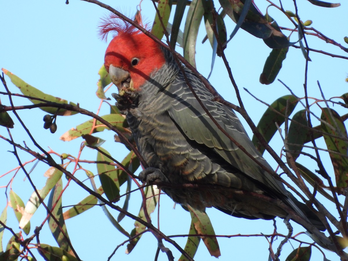 Gang-gang Cockatoo - ML619923881