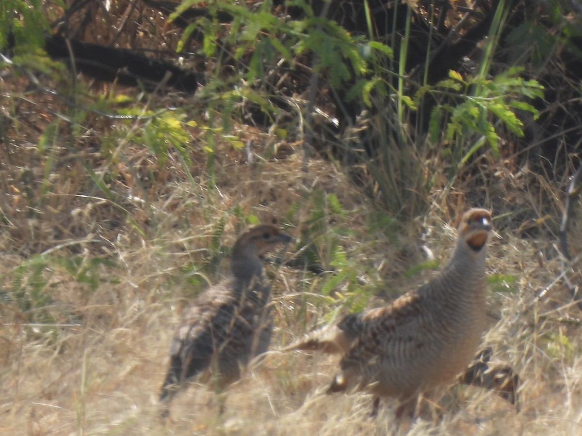 Gray Francolin - ML619923884