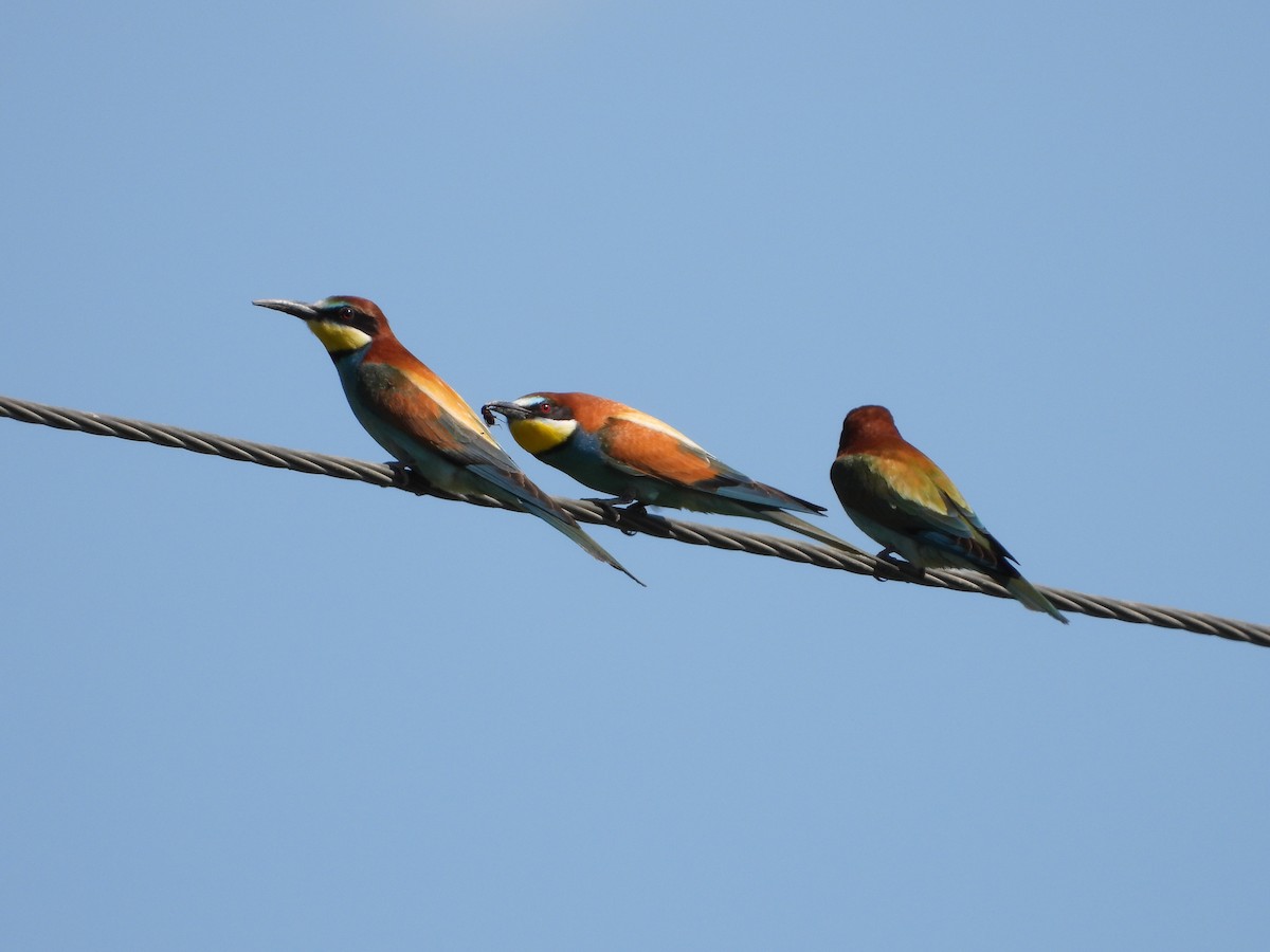 European Bee-eater - ML619923886