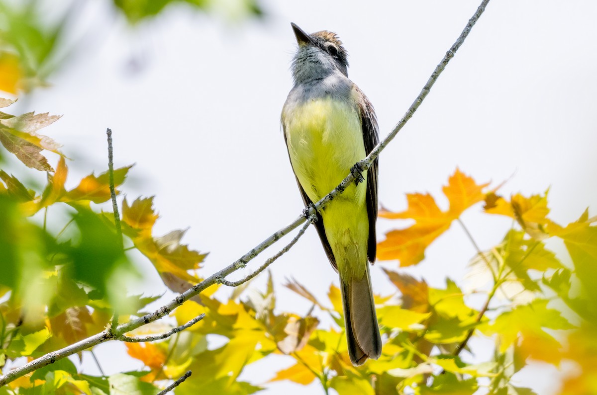 Great Crested Flycatcher - ML619923888