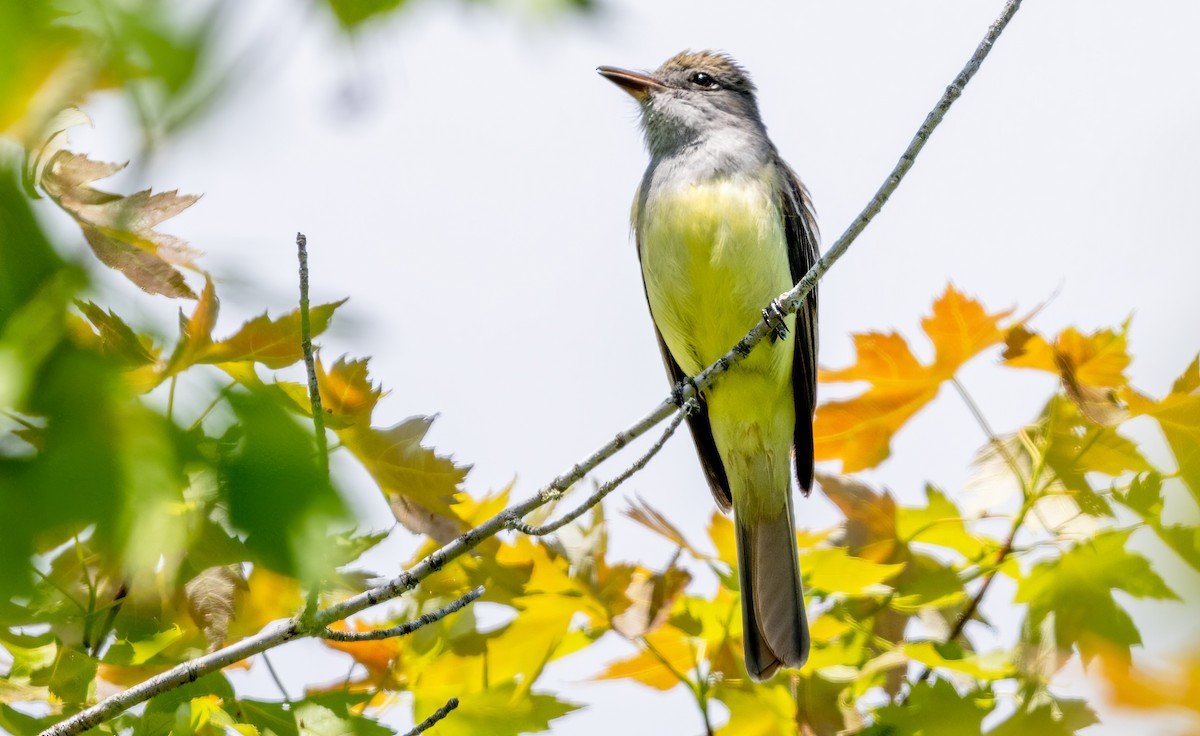 Great Crested Flycatcher - ML619923889