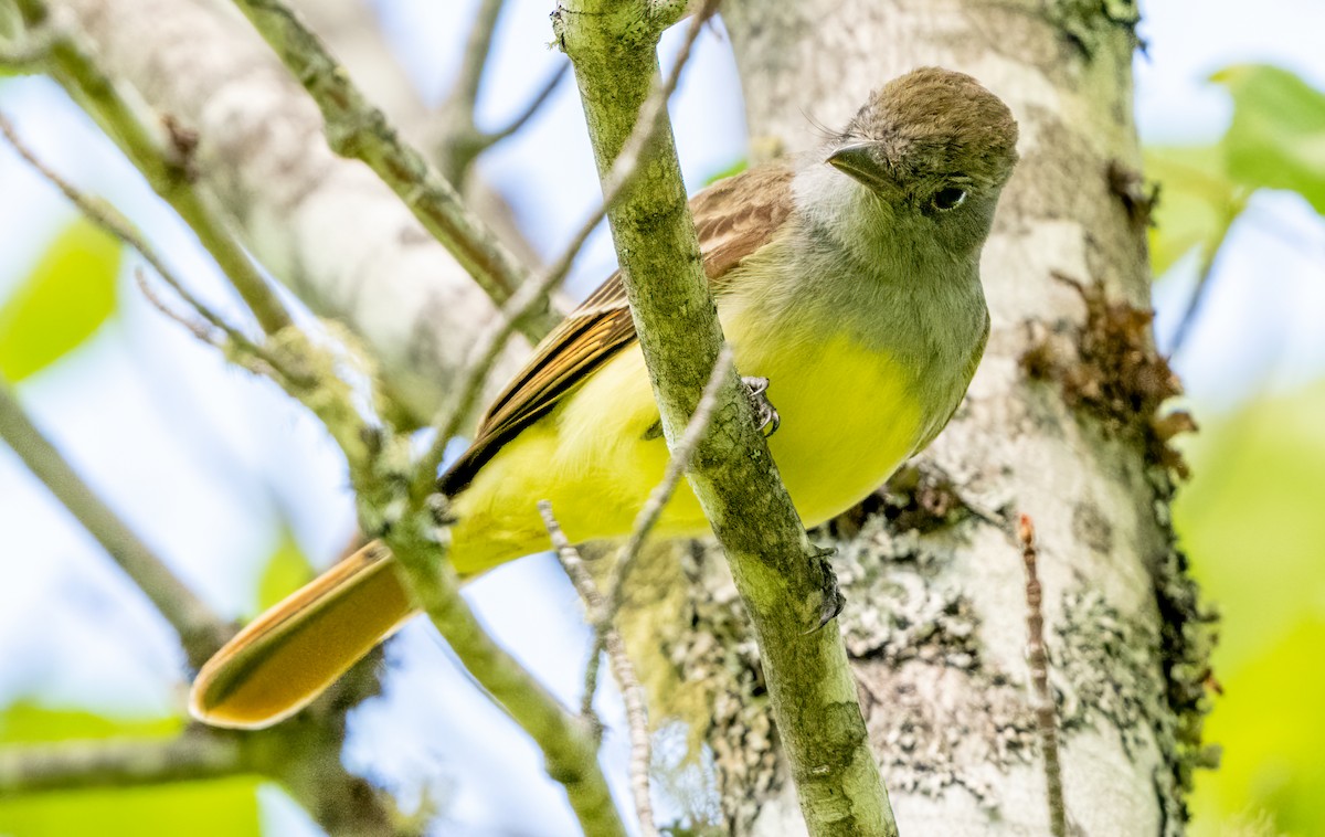 Great Crested Flycatcher - ML619923890
