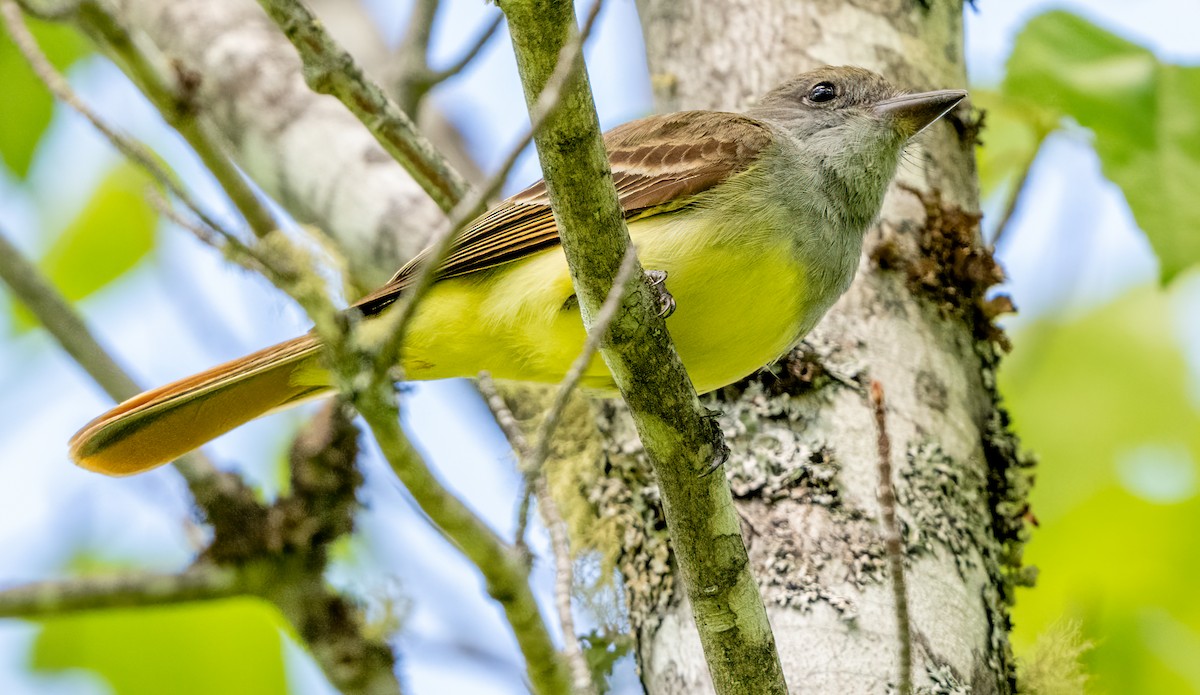 Great Crested Flycatcher - ML619923891