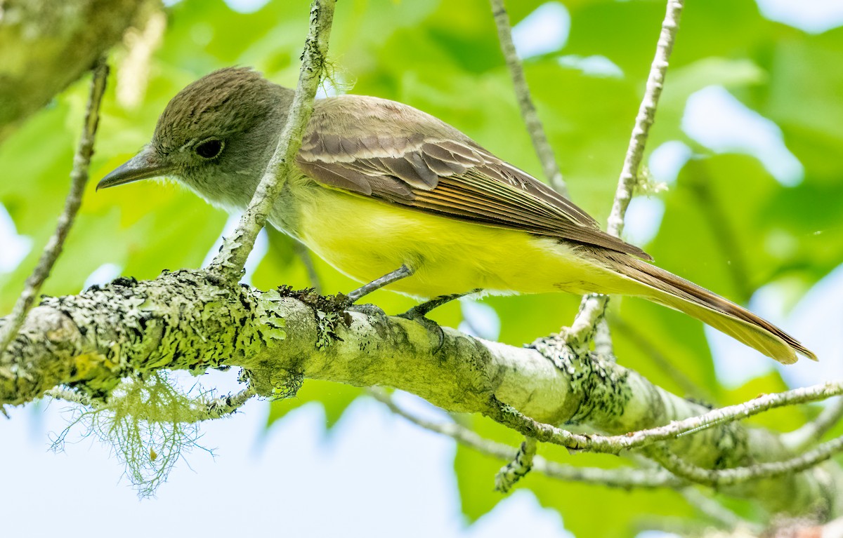 Great Crested Flycatcher - ML619923892