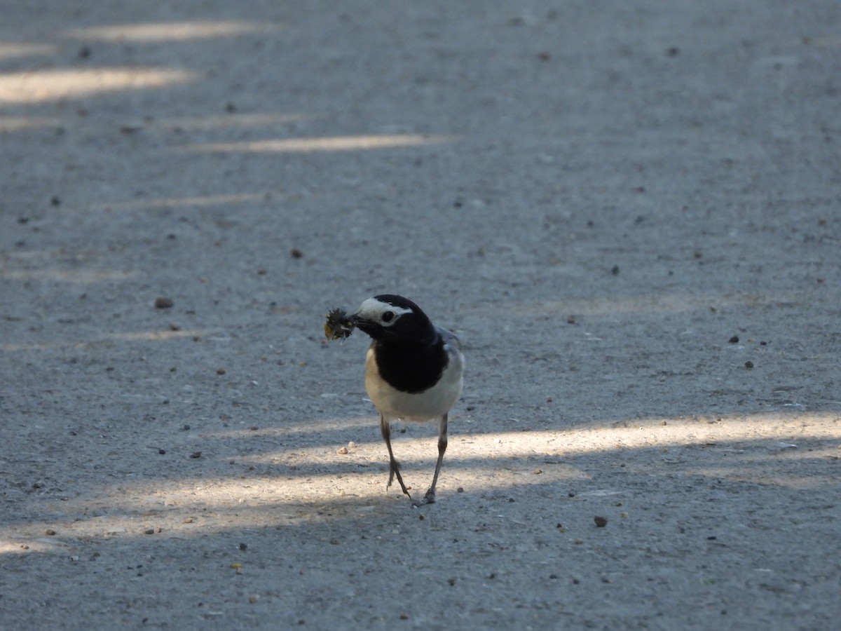 White Wagtail (Masked) - ML619923894