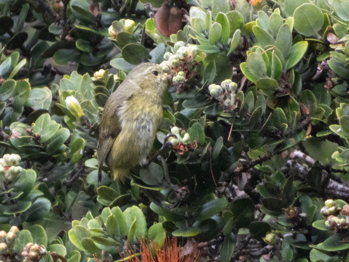 Hawaii-Akepakleidervogel - ML619923901