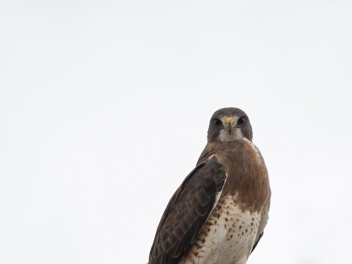 Swainson's Hawk - ML619923906