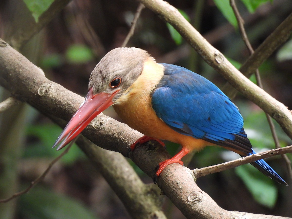 Stork-billed Kingfisher - ML619923917